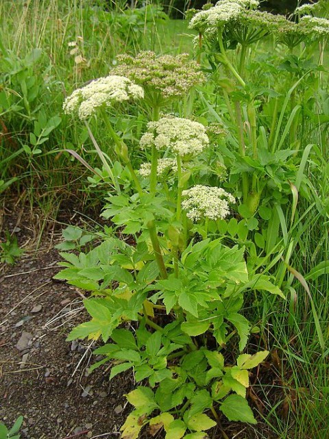 Wild Celery André Philippe D Picard Wikipedia 512px Angelica lucida complet