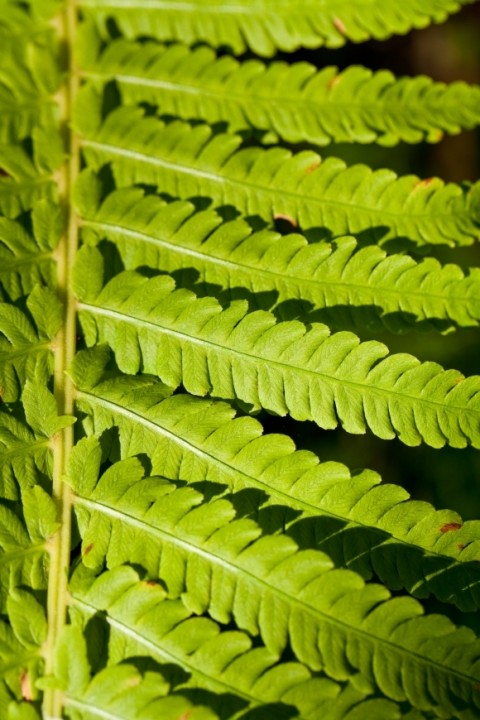 Matteuccia struthiopteris Ostrich Fern Botanical Gardens 0022