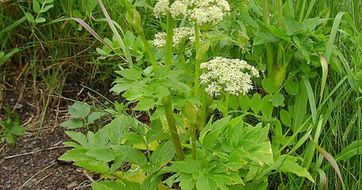 wild-celery-alaska-org