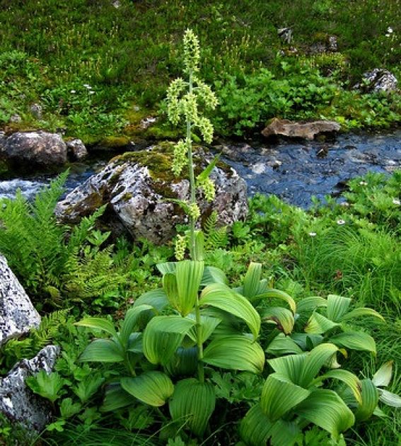 False hellebore store