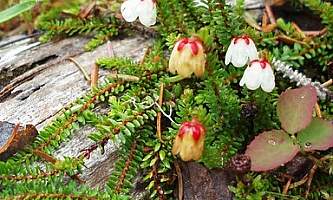 Alaska Heather Harrimanella stelleriana Forest Service Alaska Region USDA Flickr 17184909220 a7afb3c63c w