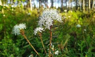 Labrador Tea Rhododendron tomentosum pikkuanna Flickr 50020406892 184859ecb5 w