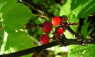 Red Currant Ribes triste Superior National Forest Flickr 5098098380 77897d603a w