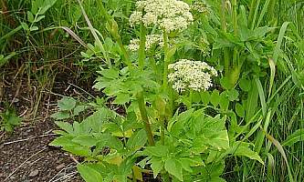 Wild Celery André Philippe D Picard Wikipedia 512px Angelica lucida complet