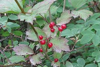 High Bush Cranberry Viburnum edule Arthur Chapman Flickr 3906262265 bb3e5176e6 w