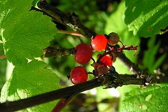 Red Currant Ribes triste Superior National Forest Flickr 5098098380 77897d603a w