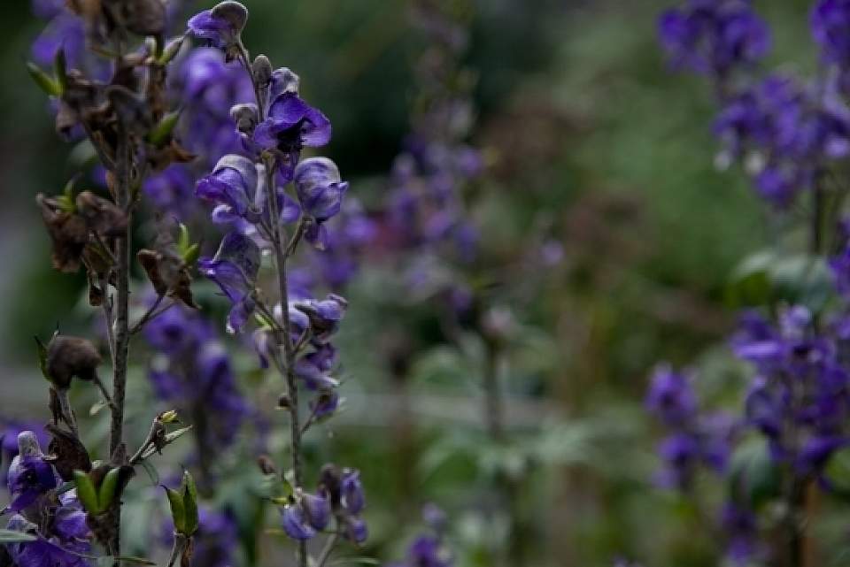 Aconitum delphiniifolium Alaskan Monkshood IMG 7503