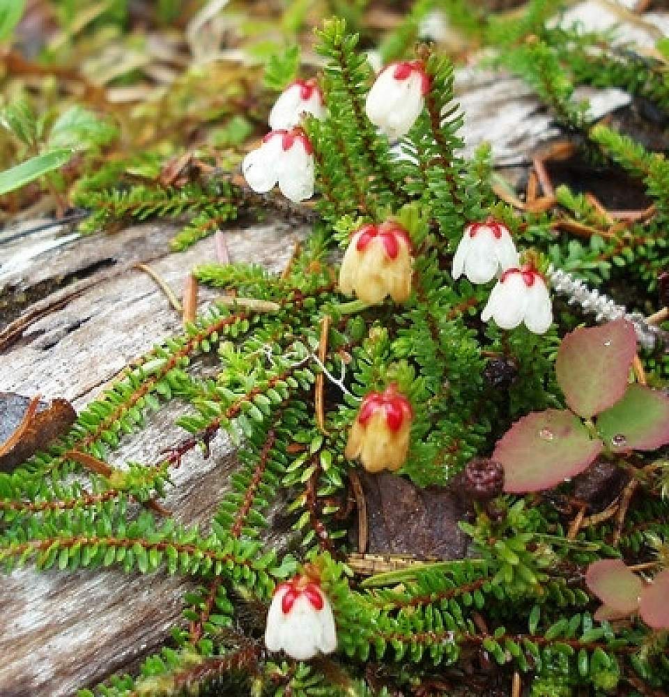 Alaska Heather Harrimanella stelleriana Forest Service Alaska Region USDA Flickr 17184909220 a7afb3c63c w