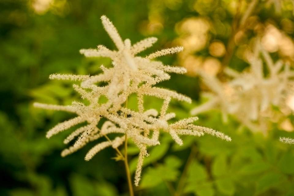 Aruncus sylvester Goats Beard Botanical Gardens 0007