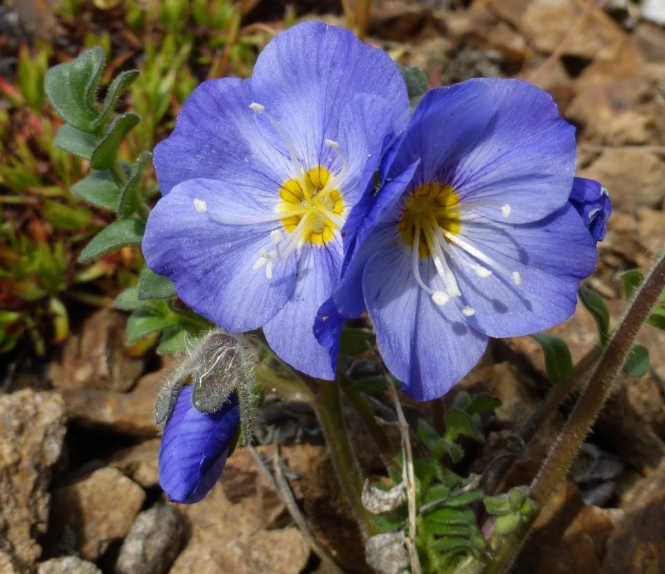 Beautiful Jacobs Ladder