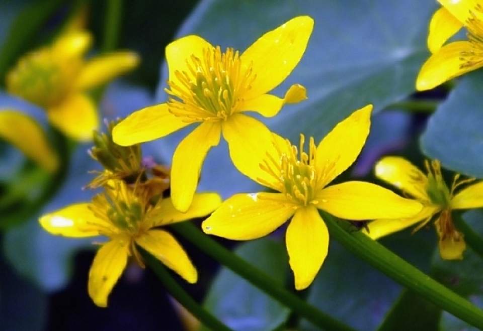 Caltha palustris Plants and Flowersmarsh marigold