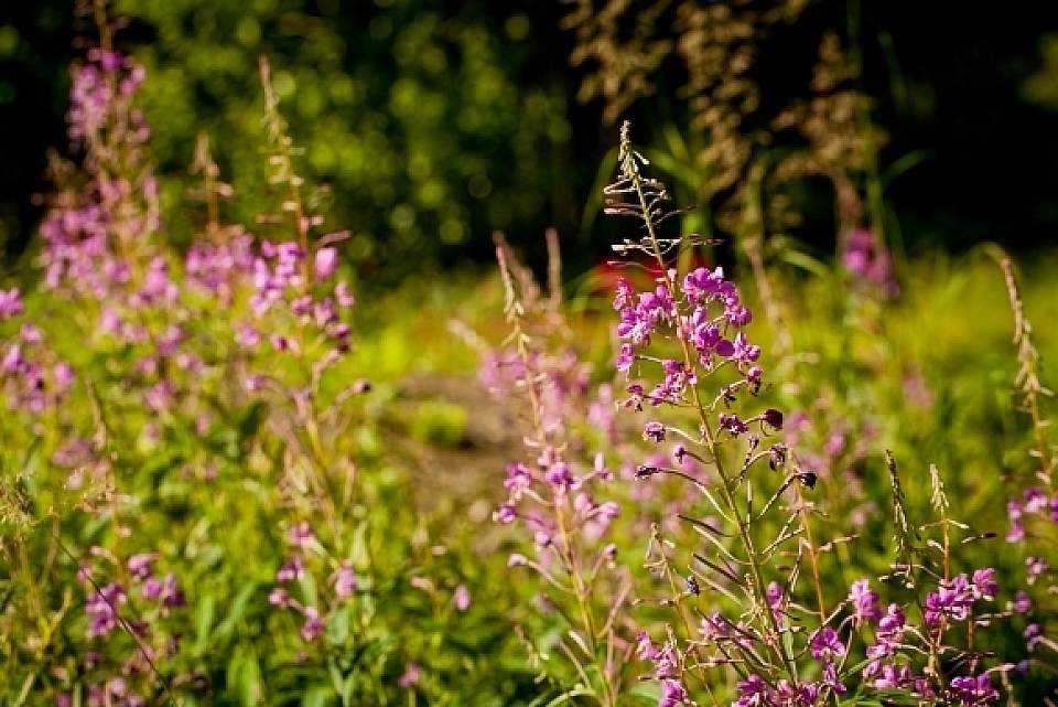 Epilobium angustifolium Fireweed Botanical Gardens 0184 2