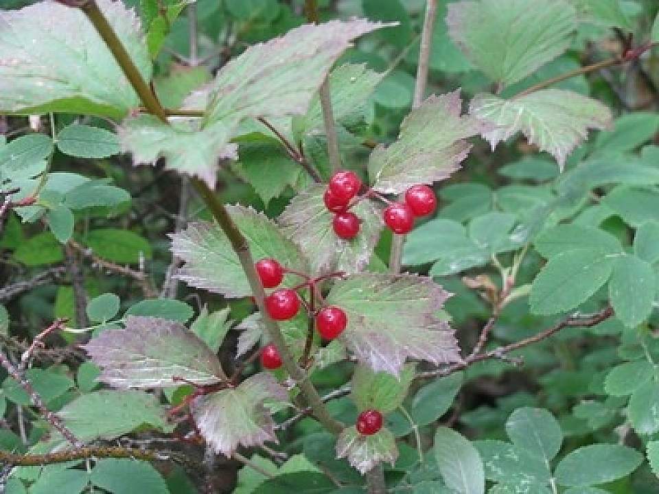 High Bush Cranberry Viburnum edule Arthur Chapman Flickr 3906262265 bb3e5176e6 w
