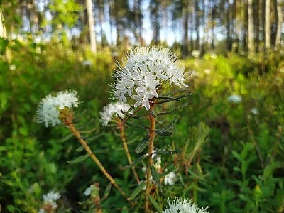 Labrador Tea Rhododendron tomentosum pikkuanna Flickr 50020406892 184859ecb5 w