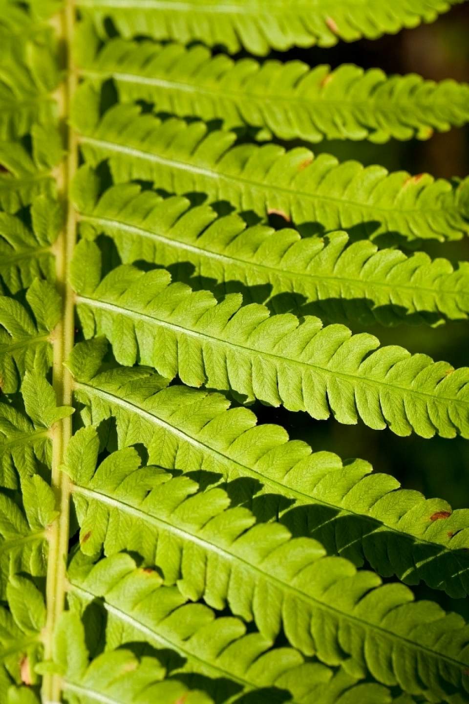 Matteuccia struthiopteris Ostrich Fern Botanical Gardens 0022