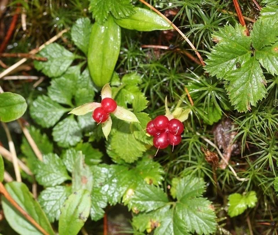 Rubus pedatus trailing raspberry