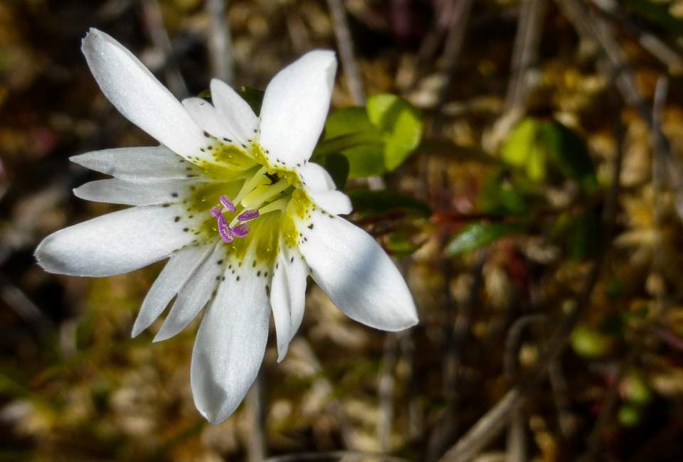 Swamp Gentian