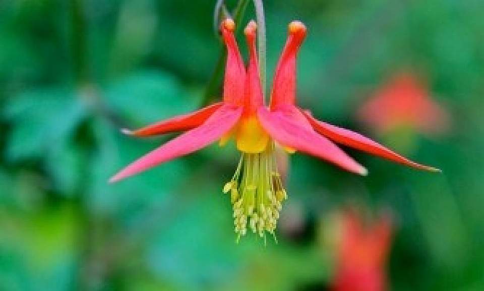 Western Columbine Aquilegia Formosa 57eb229031