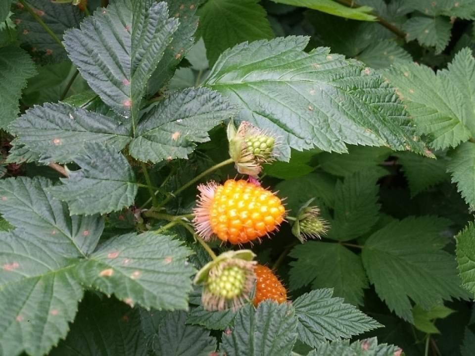 Salmonberry rubus spectabilis brewhooks