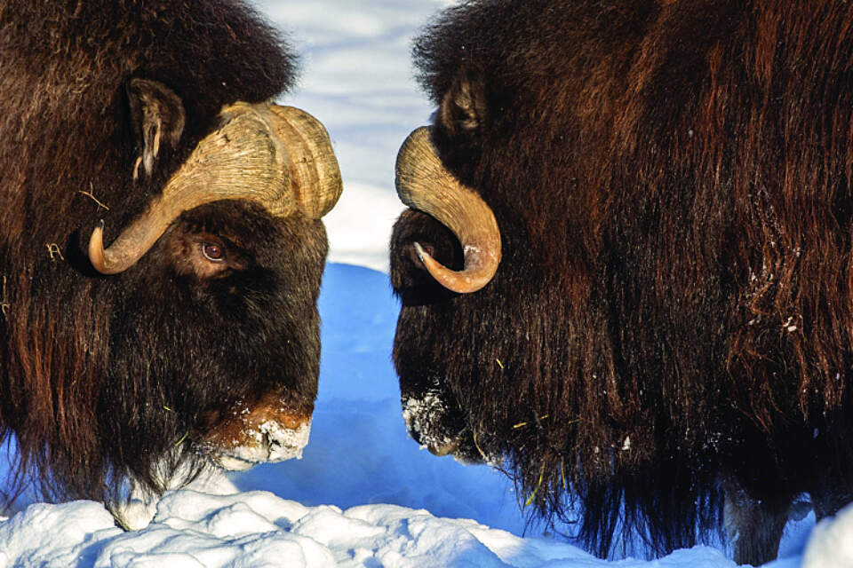 Musk ox go head to head at the Alaska Wildlife Conservation Center