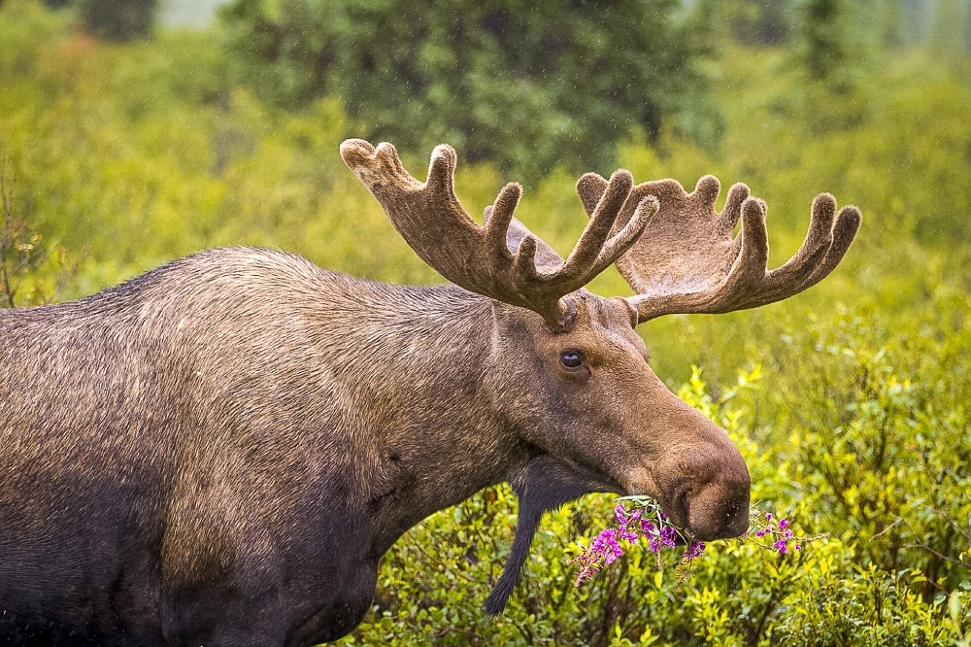 Moose Natural History Tour i Stock 000014308330 Medium Boreal Forest