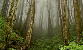 Rainforest 2015 Foggy Mountain 2 Boreal Forest thumbnail
