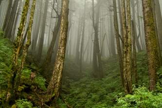Rainforest 2015 Foggy Mountain 2 Boreal Forest thumbnail