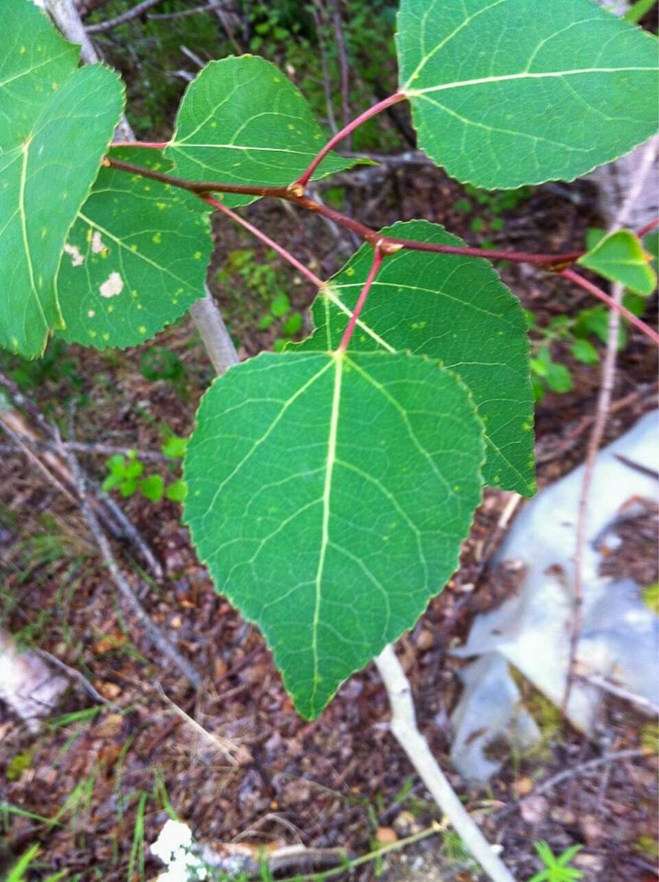 Aspen Tree Species d1582c9d f1af 4e6c b7cc 5819ae70a6be Boreal Forest