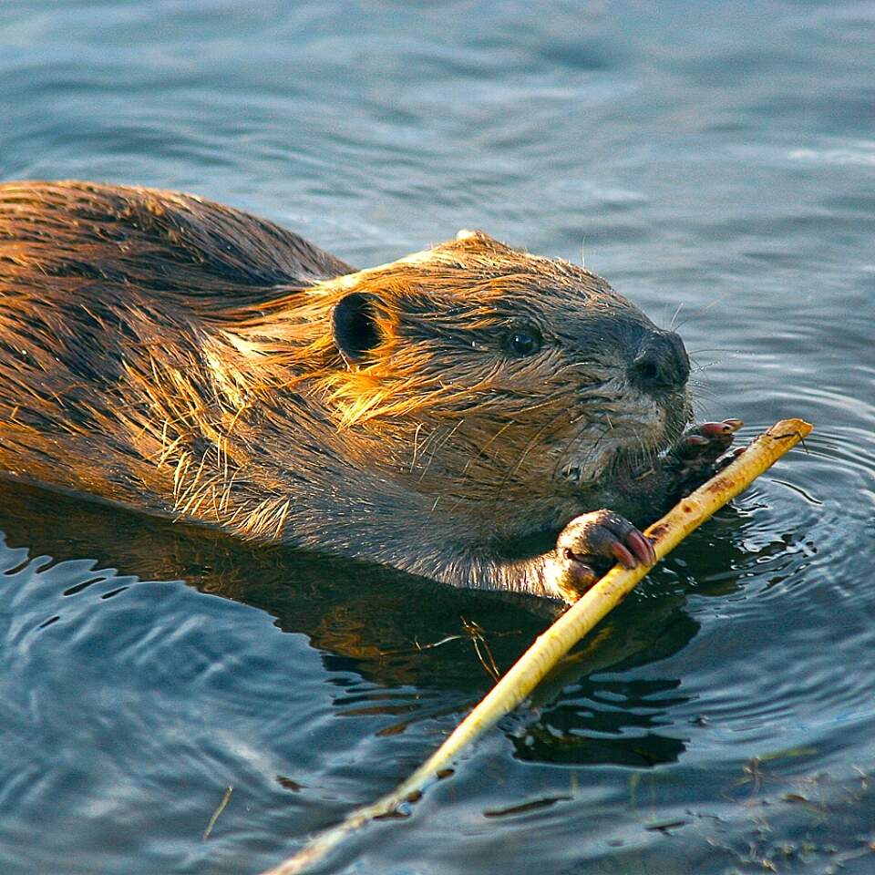 Beaver Land Mammals Wedgewood Wildlife Sanctuary beaver Boreal Forest