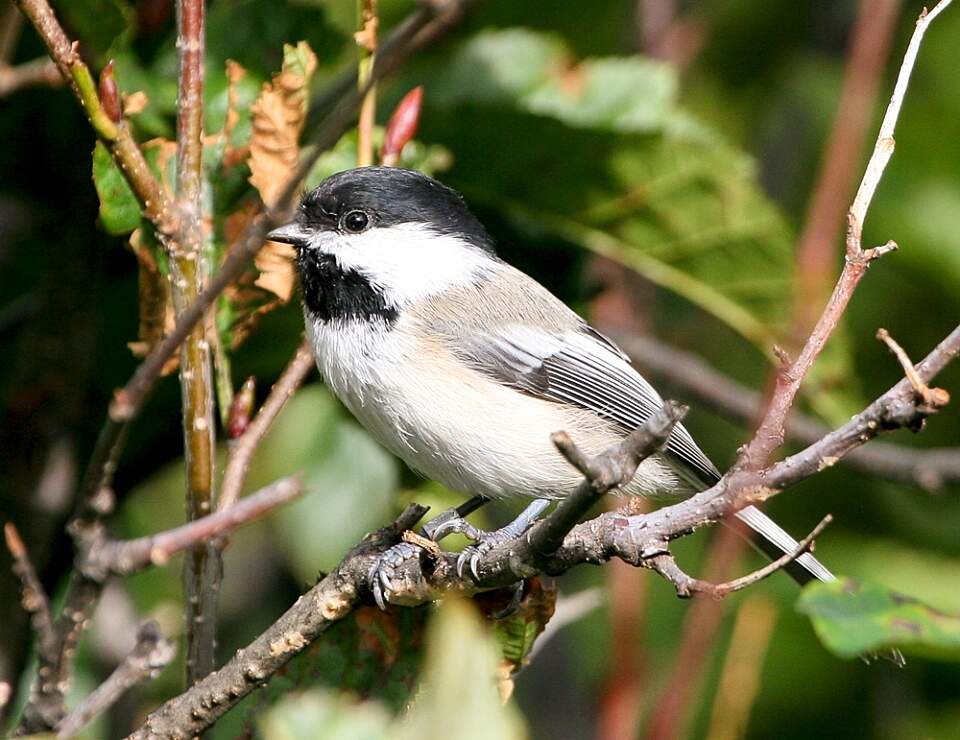 Black capped chickadee Bird Species FWS Donna Dewhurst blackcappedchickadee Boreal Forest