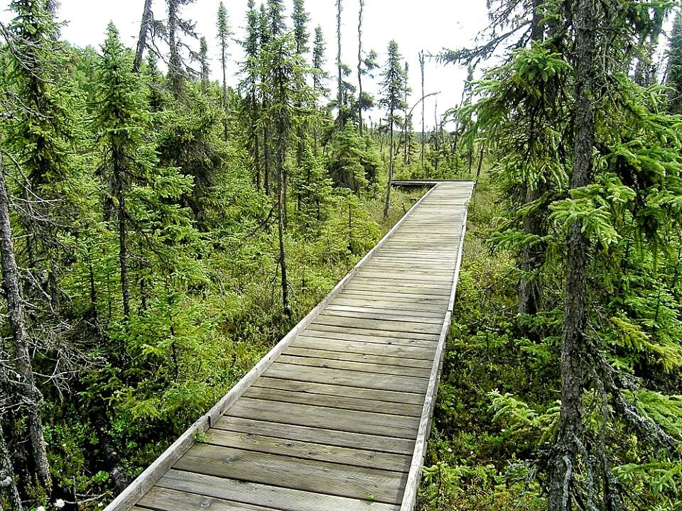 Black spruce Tree Species R 6 2 Boreal Forest