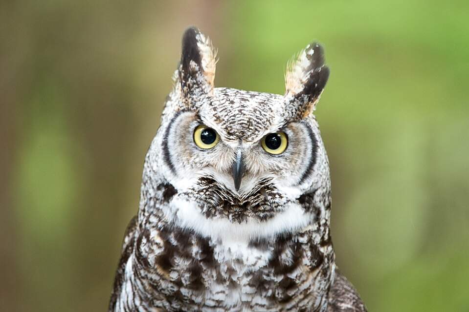 Great horned owl 2017 Great Horned Owl Narwhal Boreal Forest