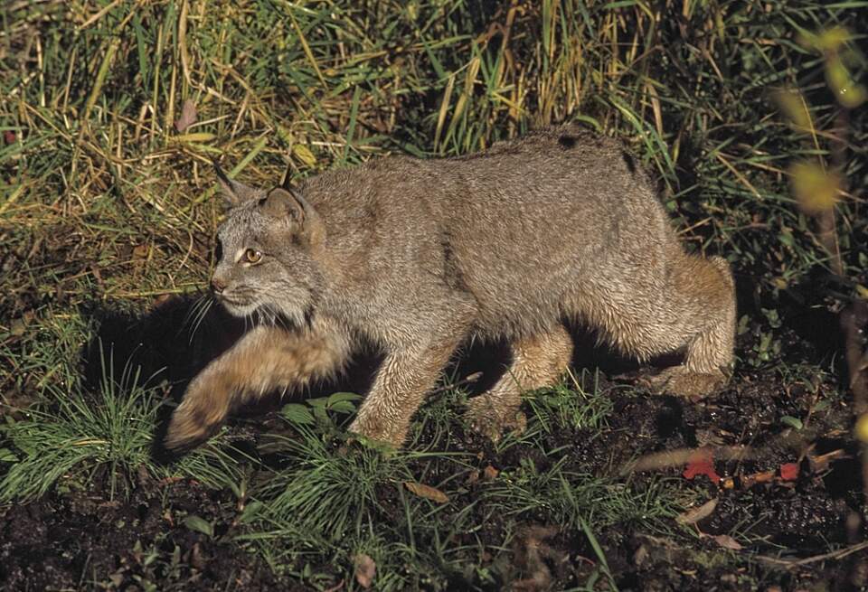 Lynx Land Mammals FWS Erwin Peggy Bauer lynx Boreal Forest