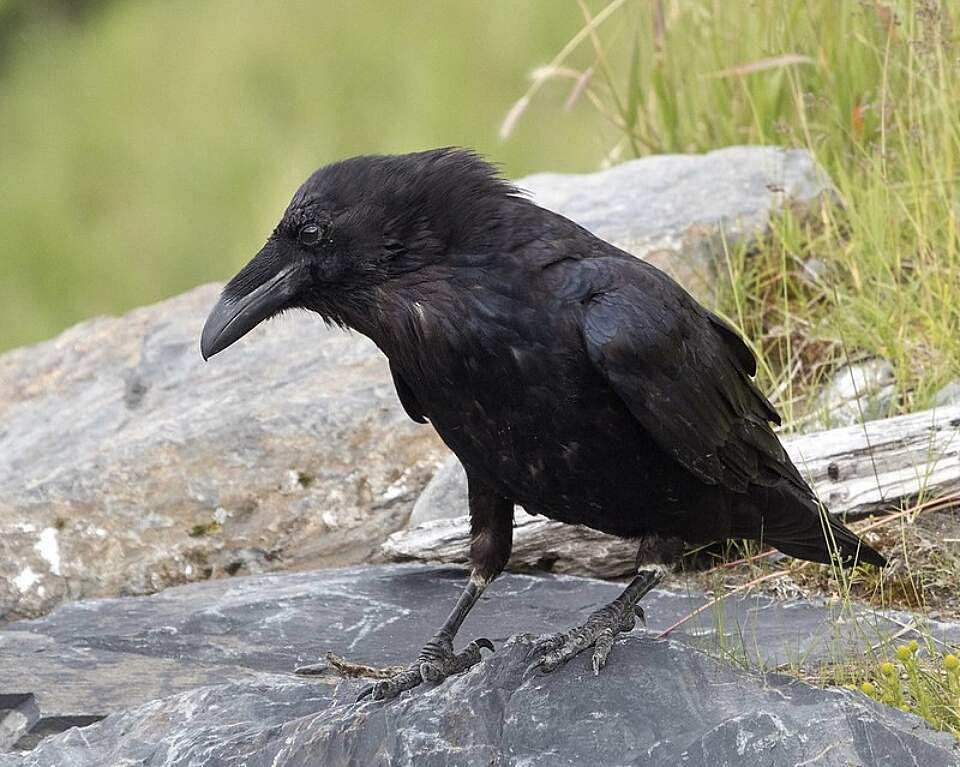 Raven Boreal Forest C Watts Flickr Portage 35576047323 248deae170 c