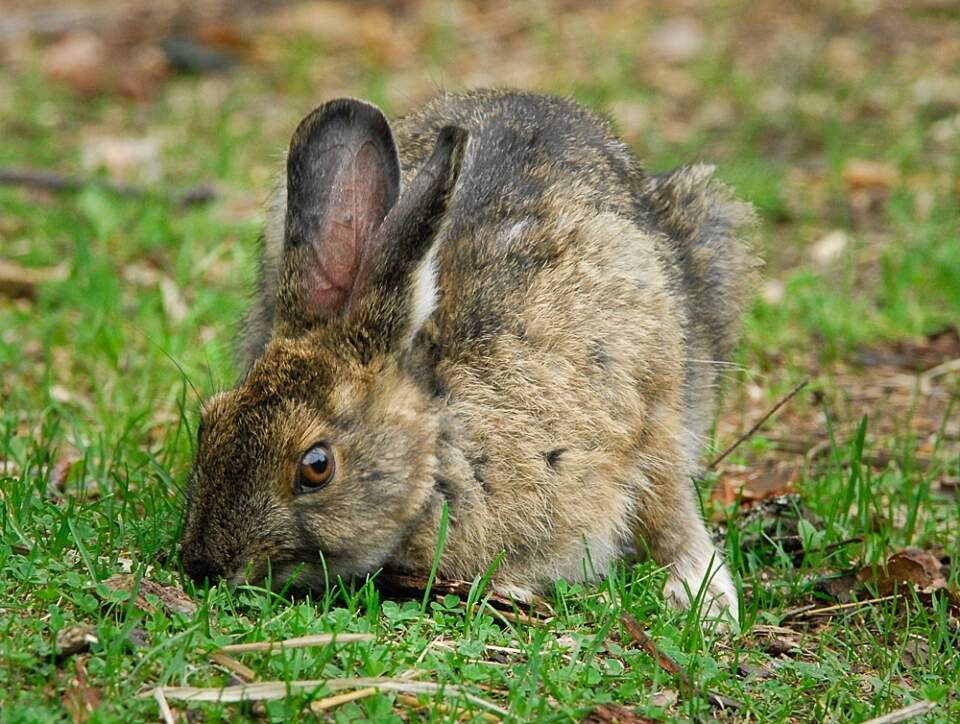 Showshoe hare Land Mammals hare snowshoe 4 2019 Boreal Forest