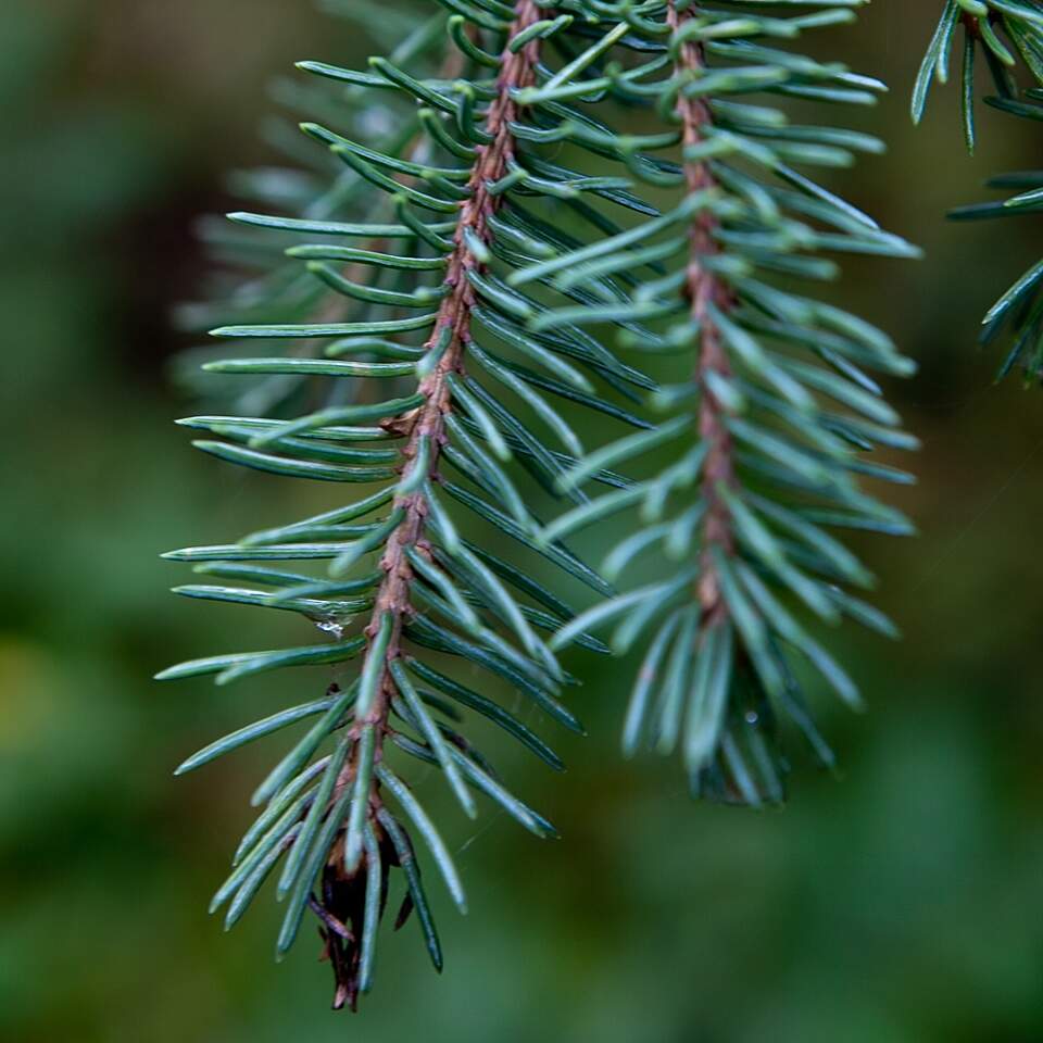 White spruce Tree Species IMG 7479 Boreal Forest