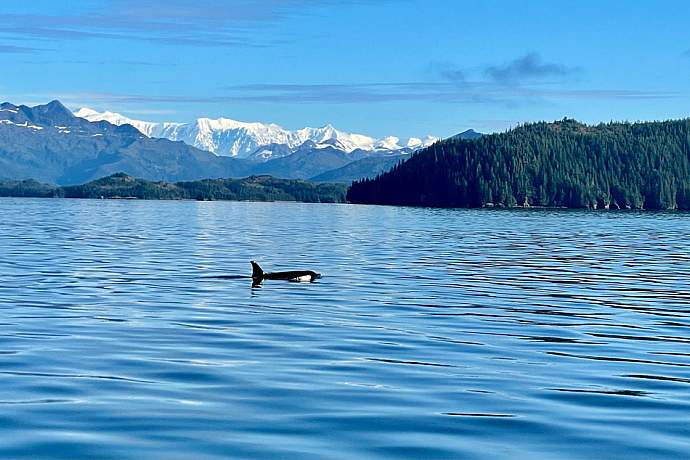 Discoveryvoyages IMG 30242025alaska org untitled