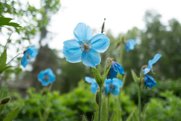 Alaska botanical garden abgsummer21 1070747