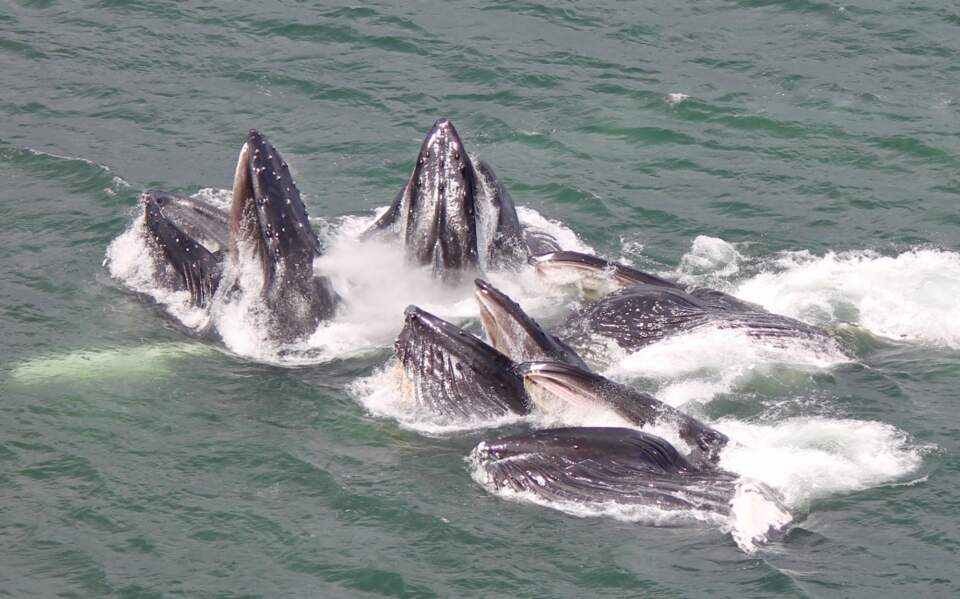 Icy strights whales from cruise ship john carpenter 6127cf7690675 IMG 4823