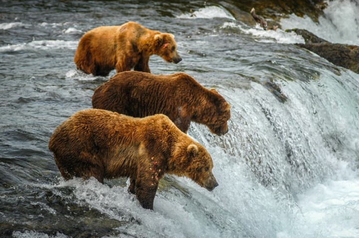 Bear viewing is prime May through September