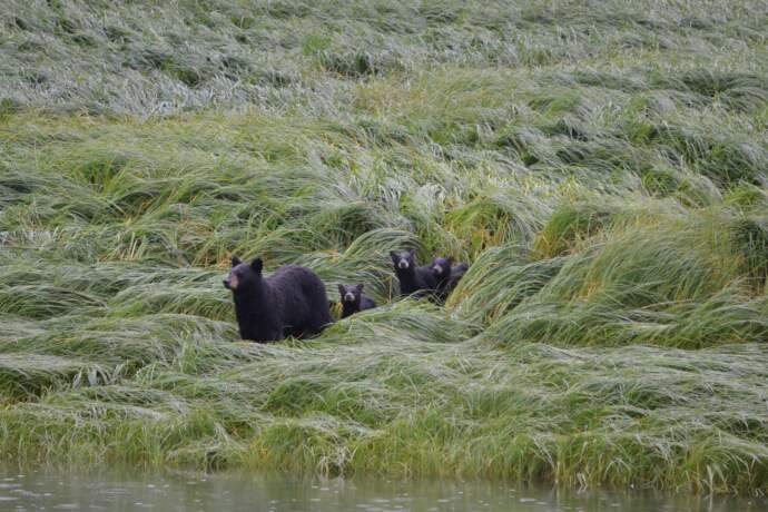 CORDOVA bears hartney bay wendy ranney