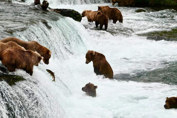 HOMER Katmai bear viewing Nelson Rudiak 6517847645fa0 DSZ03475sammy