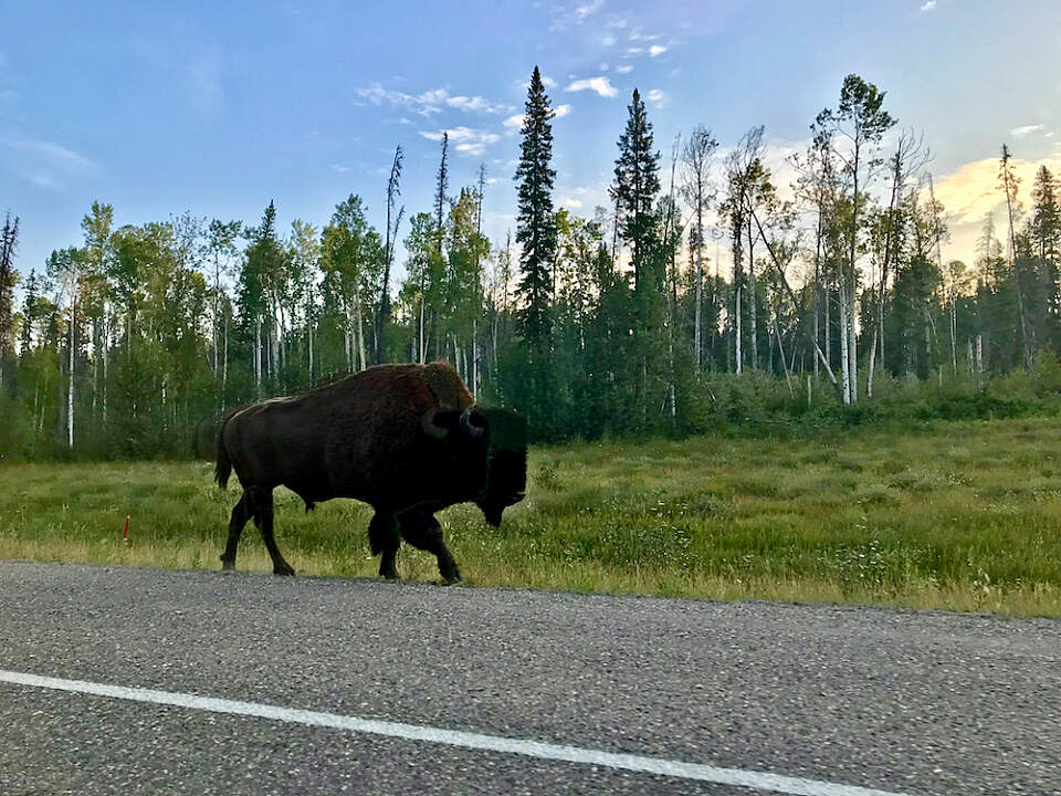 Bison along the Alcan Highway