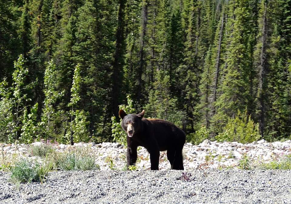 black bear on alaska highway