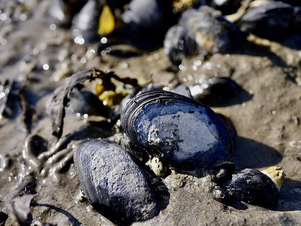 Life in the intertidal blue mussels Brandan Norman Flickr 49194203852 52a0d75701 c