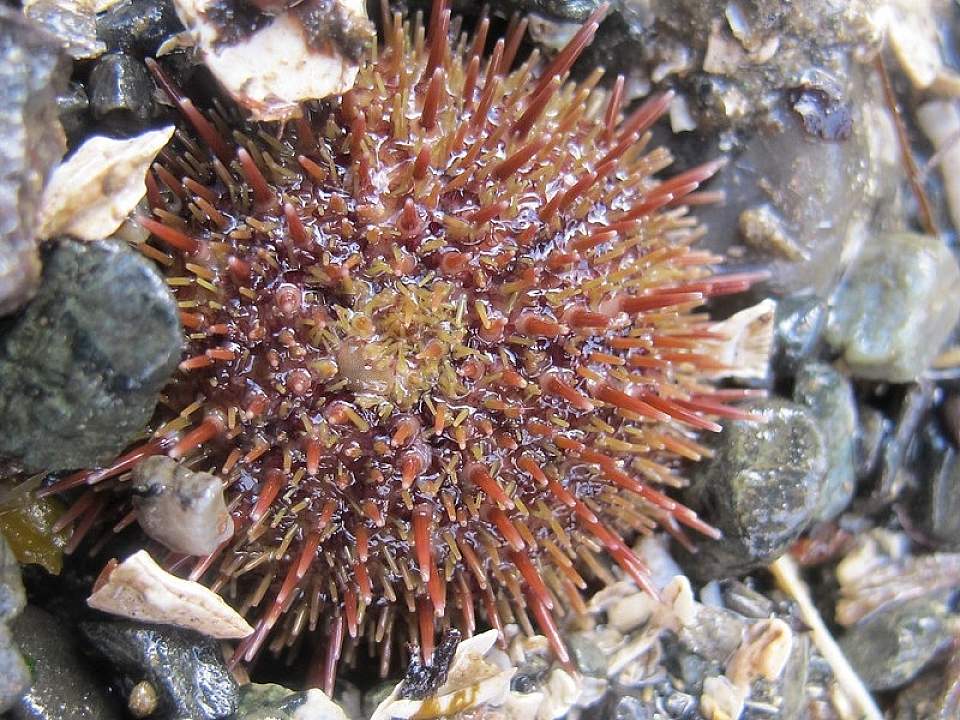 Life in the intertidal sea urchin Andrea Pokrzywinski Flickr 16116182946 a09984af70 c