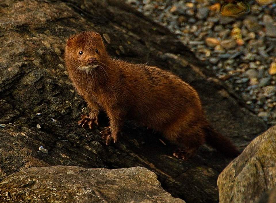 Mink life in the intertidal Dave Bezaire Flickr 8753603505 6c990de0c2 c