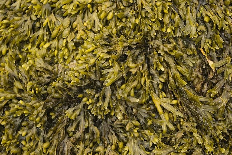 Rockweed life in the intertidal Alan Flickr 1375402118 2719e0ffa0 c