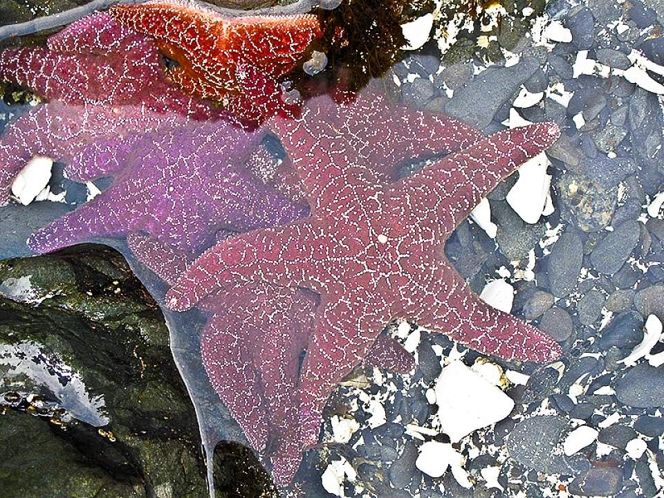 Sea stars Sitka Sound Ocean Adv sea stars in a tidepool HIRES
