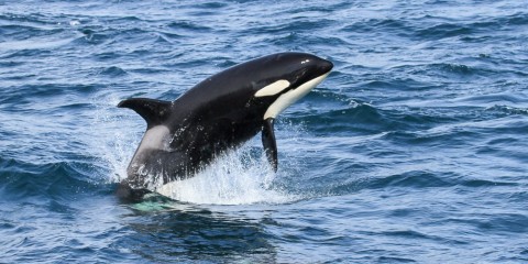 Orca 2018 KFT 6
